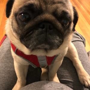 Meet your Posher, Kris